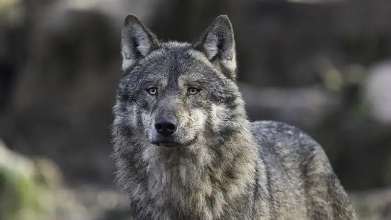 жители ВКО требуют возобновить отстрел волков