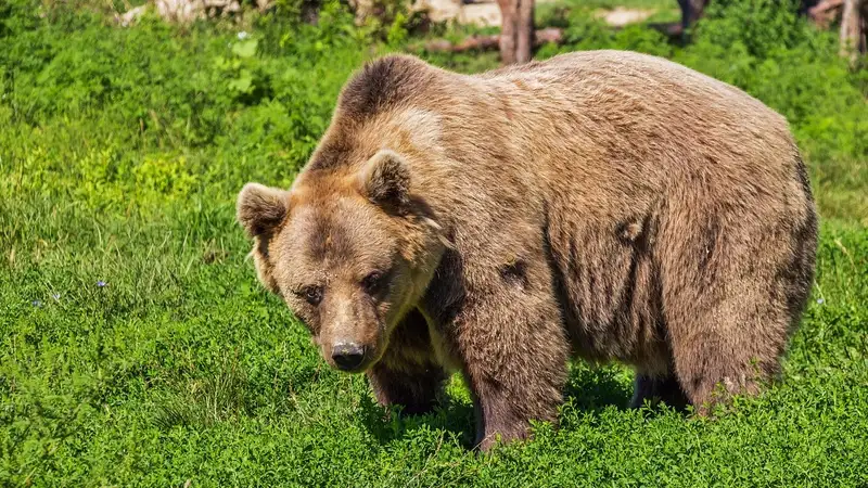 Медведь напал на экоактивиста в Польше во время репортажа об исчезновении медведей, фото - Новости Zakon.kz от 17.11.2023 14:02