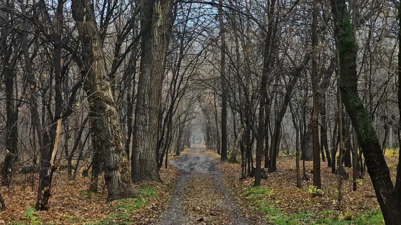 Зеленый пояс Алматы: что сейчас происходит в роще Баума