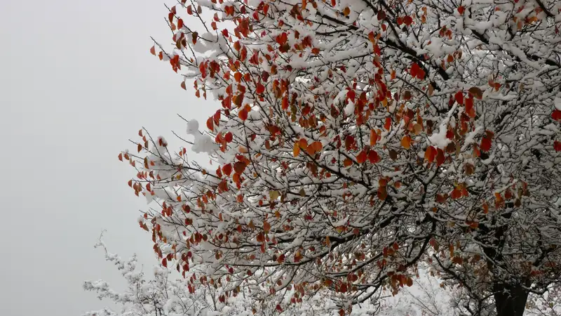 В Алматы 23, а также 29 и 30 ноября прогнозируют усиление ветра, гололед, снег, фото - Новости Zakon.kz от 22.11.2023 12:52