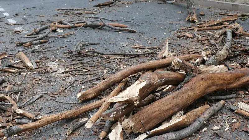 Дерево раздавило машину в Алматы: в акимате назвали причину происшествия