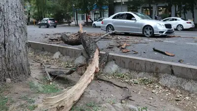 В Алматы упавшее дерево раздавило машину и перекрыло дорогу