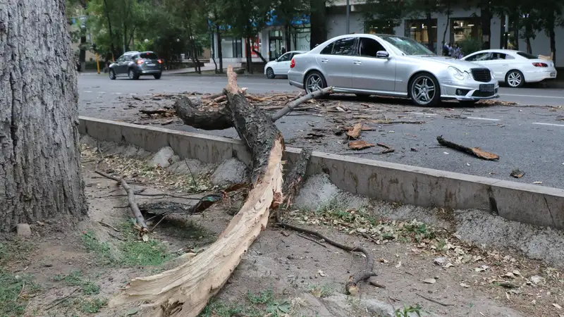 В Алматы упавшее дерево раздавило машину и перекрыло дорогу