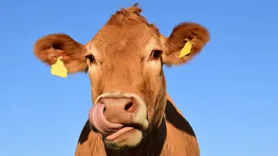 бруцеллез обнаружили у коров в Костанайской области