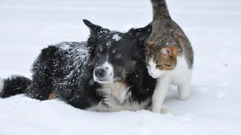 Кошки и собаки: как помочь домашним питомцам подготовиться к зиме, фото - Новости Zakon.kz от 29.11.2023 17:46