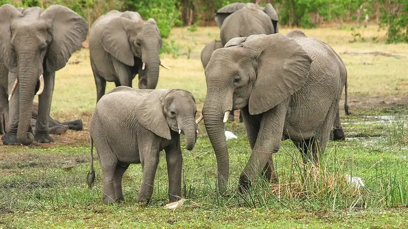 Слоны растоптали сбившую слоненка машину в Малайзии