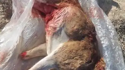 Краснокнижного архара застрелил в природном заказнике житель Мангистау 