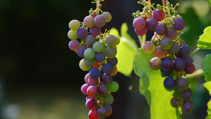 виноград для вина, фото - Новости Zakon.kz от 04.12.2023 15:56