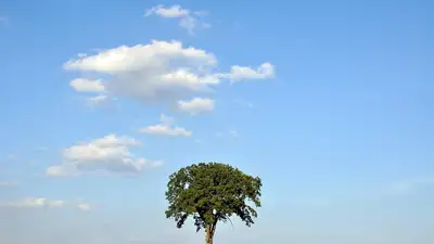 дерево, небо, облака