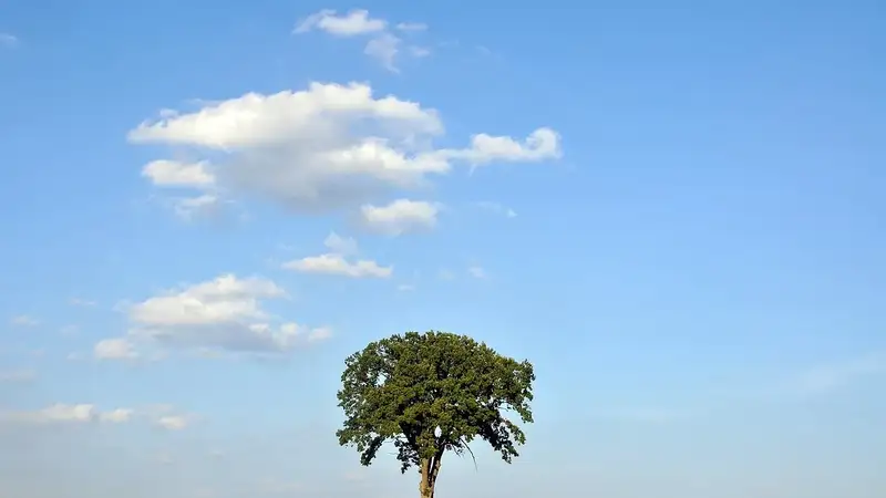 дерево, небо, облака, фото - Новости Zakon.kz от 05.12.2023 06:03