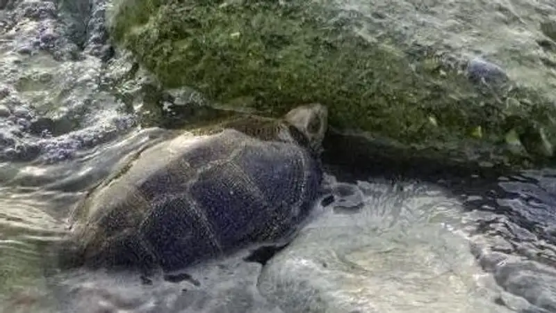 Необычную морскую черепаху обнаружили на берегу Каспия