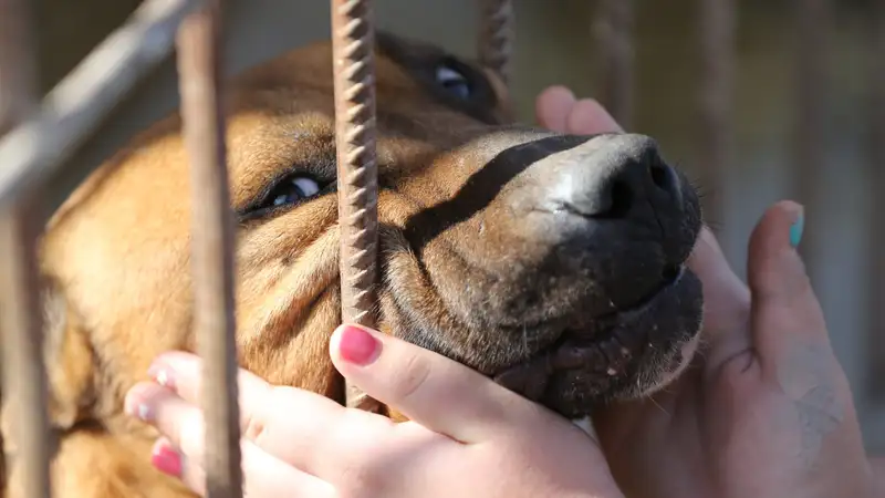 Полсотни животных в Алматинской области остались без приюта из-за пожара