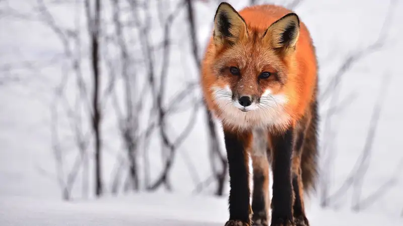 Любопытная лиса в заповеднике на востоке Казахстана заглянула в камеру