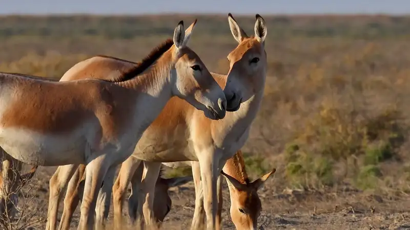 Возвращение кулана: в Барсакельмесском заповеднике появились на свет 54 жеребенка
