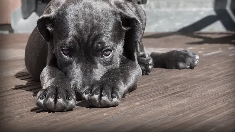 В Алматы станет больше бригад по отлову бродячих животных