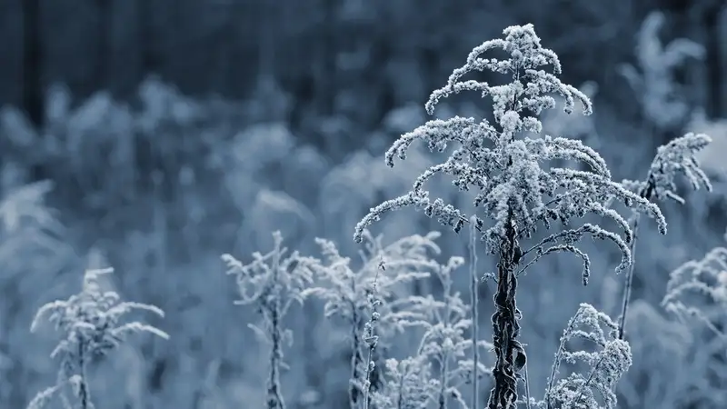 зима, фото - Новости Zakon.kz от 10.12.2023 17:05