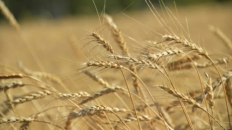 Правительство выделило более 31 млрд тенге на закупку зерна у аграриев, фото - Новости Zakon.kz от 11.12.2023 14:45