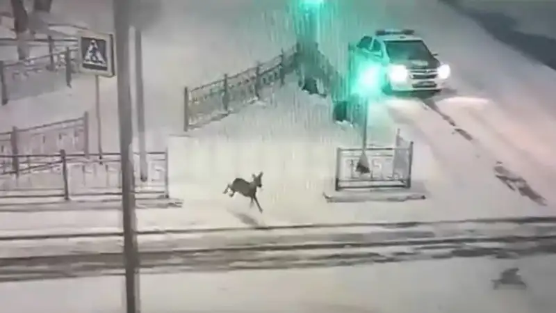 Дикая косуля бегала по Кокшетау