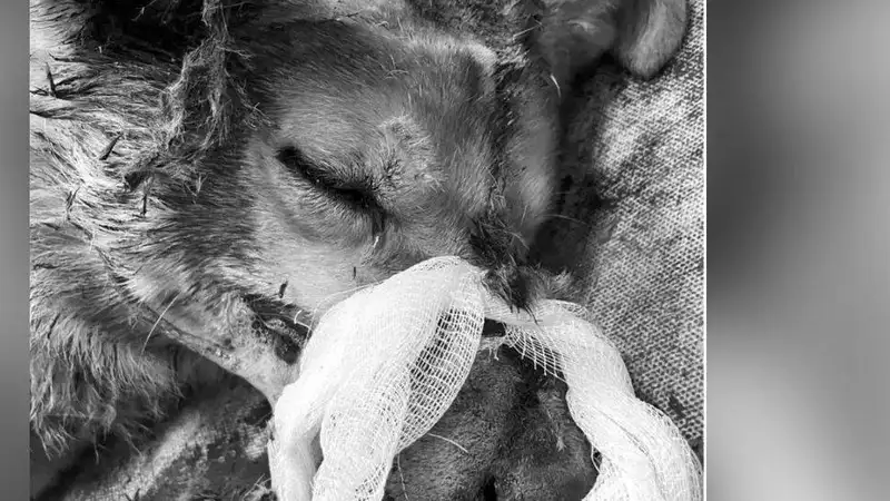 Забил палкой: житель Усть-Каменогорска избежал наказания за жестокое убийство собаки 