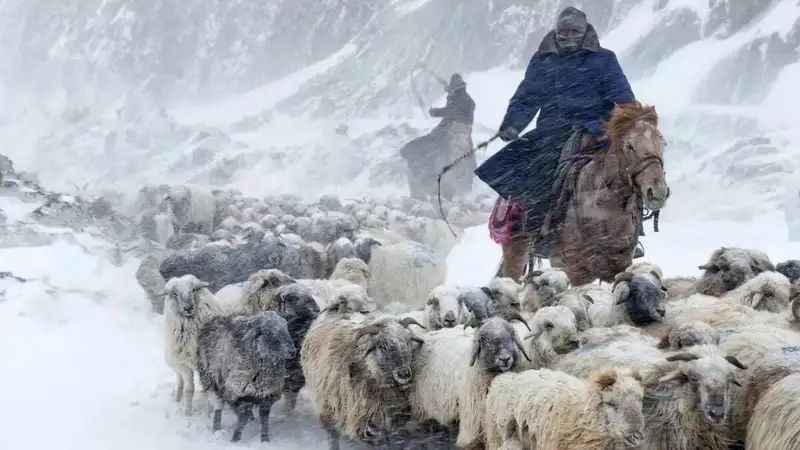 Чабаны заблудились во время метели в степи Жамбылской области