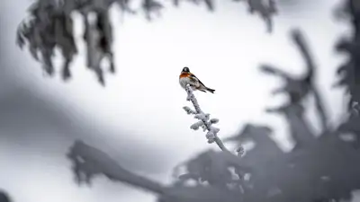 Яркий вьюрок на заснеженных деревьях очаровал казахстанцев