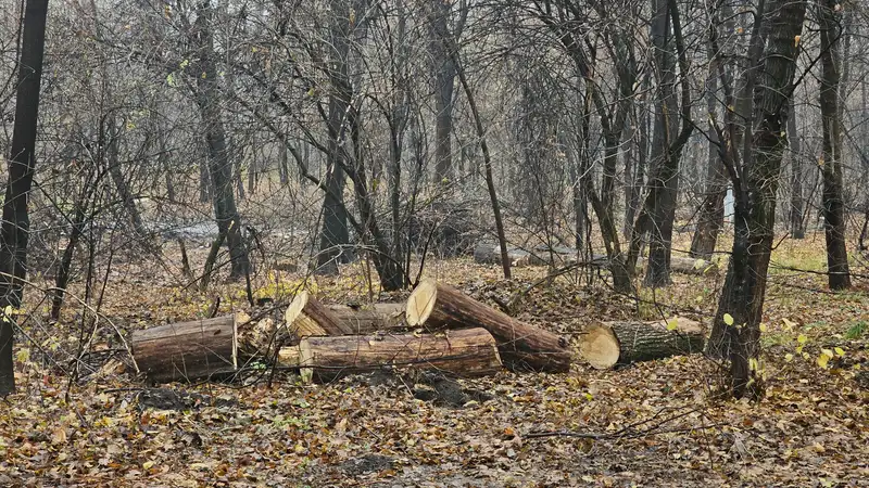 В Казахстане установят ставки для определения размеров вреда при вырубке деревьев в городах, фото - Новости Zakon.kz от 13.12.2023 11:55