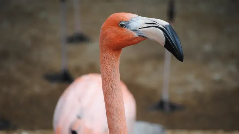 Блогер, спасший замерзающего фламинго, рассказал о неприятных последствиях