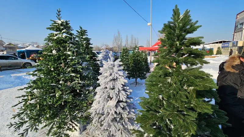 где и за сколько купить елку в Алматы, фото - Новости Zakon.kz от 15.12.2023 10:14