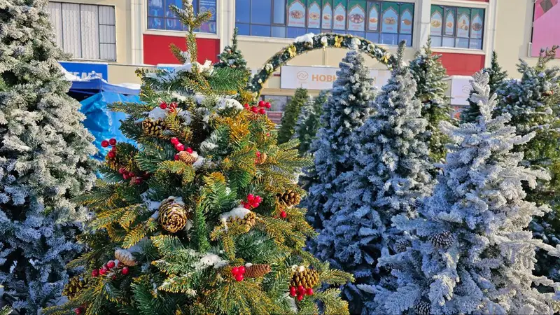 где и за сколько купить елку в Алматы, фото - Новости Zakon.kz от 15.12.2023 10:14