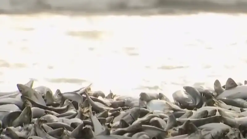 1200 тонн мертвой рыбы выбросило на побережье Японии
