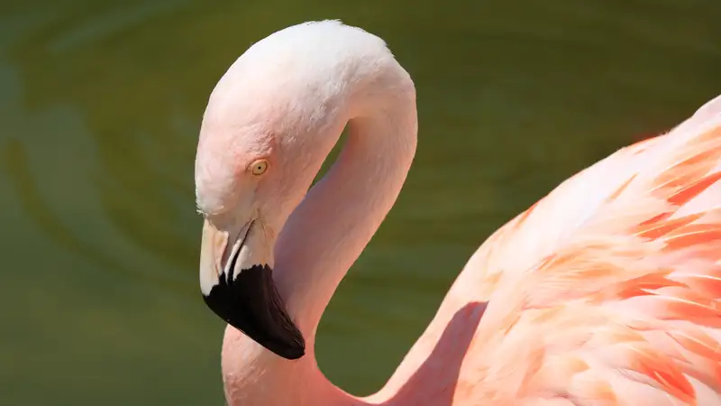 Птенцы фламинго из Актау нашли новый дом в Алматы