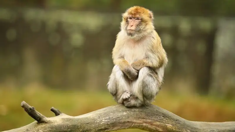 Медики призывают отпускников избегать контакта с обезьянами на отдыхе