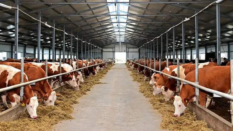 В СКО продолжается развитие молочного скотоводства