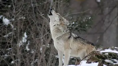 Волк покусал двух женщин в Каркаралинске, Карагандинская область