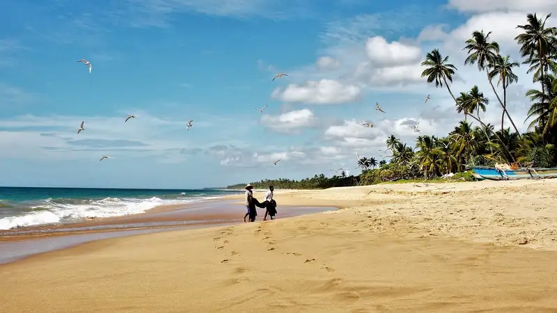 Шри-Ланка: когда посетить остров и какие выбрать экскурсии , фото - Новости Zakon.kz от 22.12.2023 12:35
