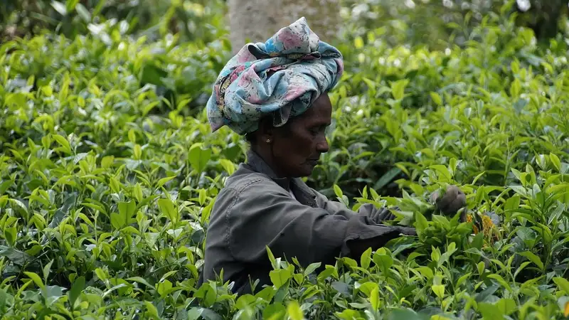Чайные плантации на Шри-Ланке , фото - Новости Zakon.kz от 22.12.2023 12:35