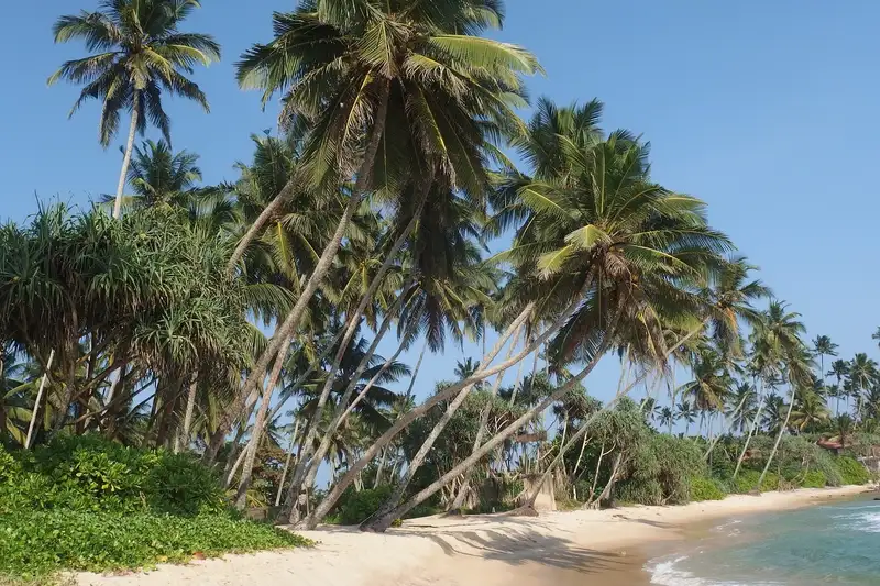 Шри-Ланка: какой выбрать пляж на острове , фото - Новости Zakon.kz от 22.12.2023 12:35