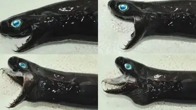 Фото: twitter.com/pattymo, фото - Новости Zakon.kz от 12.01.2018 14:39