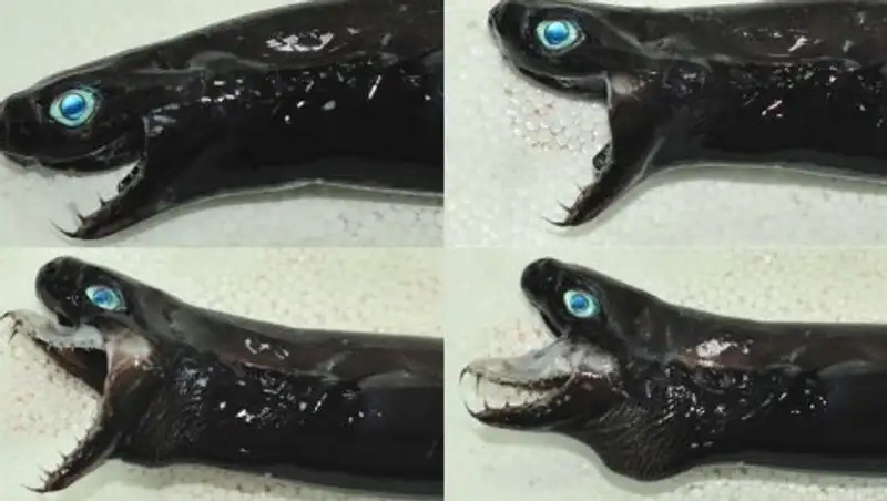 На Тайване выловили морских монстров, похожих на пришельцев