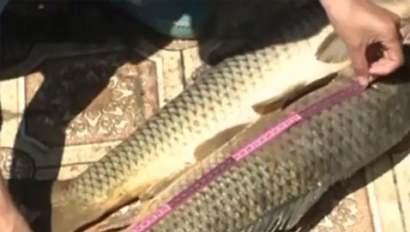 На реке Урал научные сотрудники исследуют биологическое разнообразие