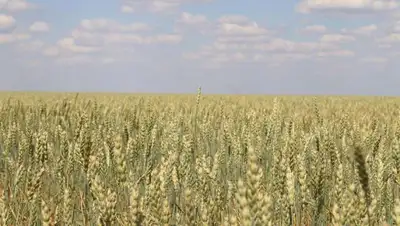 посевные площади, фото - Новости Zakon.kz от 10.03.2022 11:52