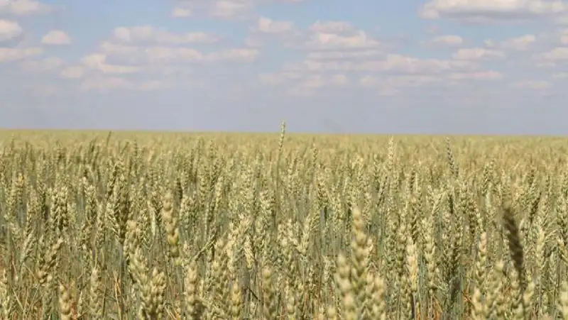 В Карагандинской области увеличат посевные площади