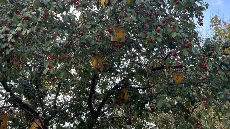 Буйство красок и проливной дождь: осень пришла в Астану