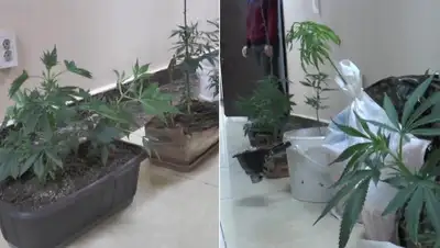 Polisia.kz, фото - Новости Zakon.kz от 29.05.2020 10:41