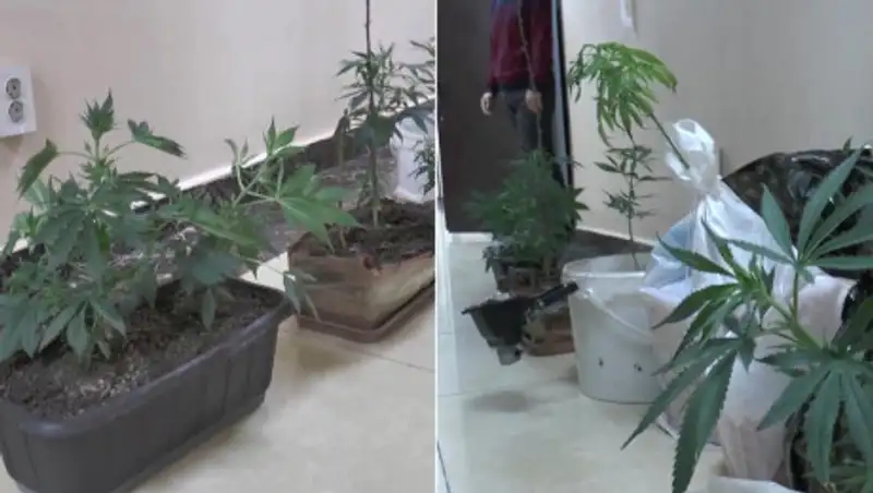 Мини-плантацию марихуаны организовала в квартире семейная пара в Алматы