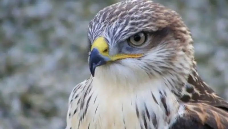 Краснокнижных соколов–балобанов держали в жилом доме в Атырау