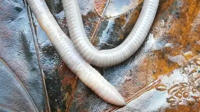 Астанчанка ест дождевых червей , фото - Новости Zakon.kz от 29.03.2023 14:43