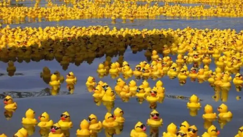 60 тысяч резиновых уточек устроили заплыв по реке в Чикаго