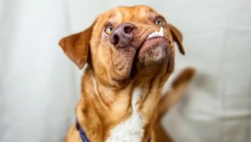 В США ищет хозяев жизнерадостный пес с кривой мордой