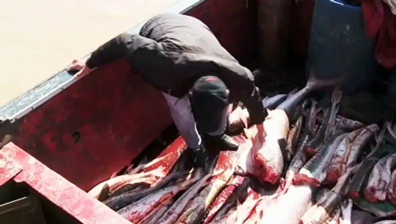 В Атырауской области завершилась операция «Бекіре-2015»